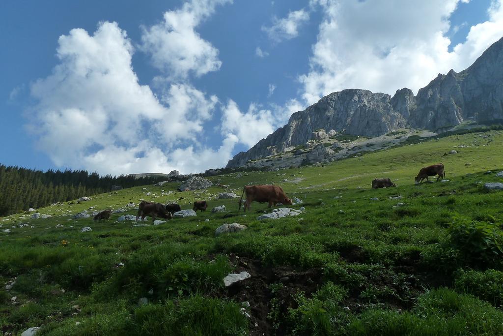 Ranger Chalet Moeciu De Sus Pokoj fotografie